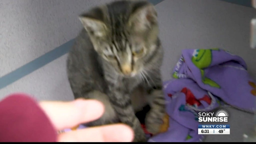 Pet Of The Day 9 29 22