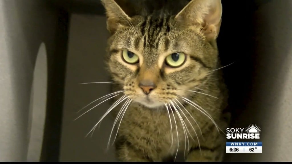 Pet Of The Day 90922 Sunrise