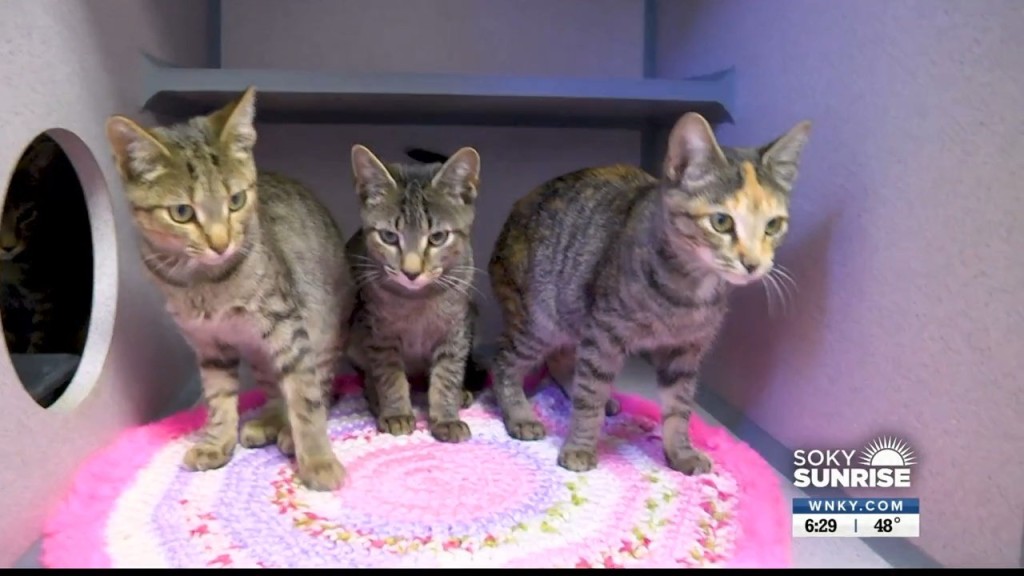 Pet Of The Day 93022 Sunrise