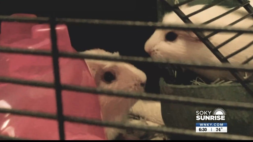 Pet Of The Day 92222 Sunrise