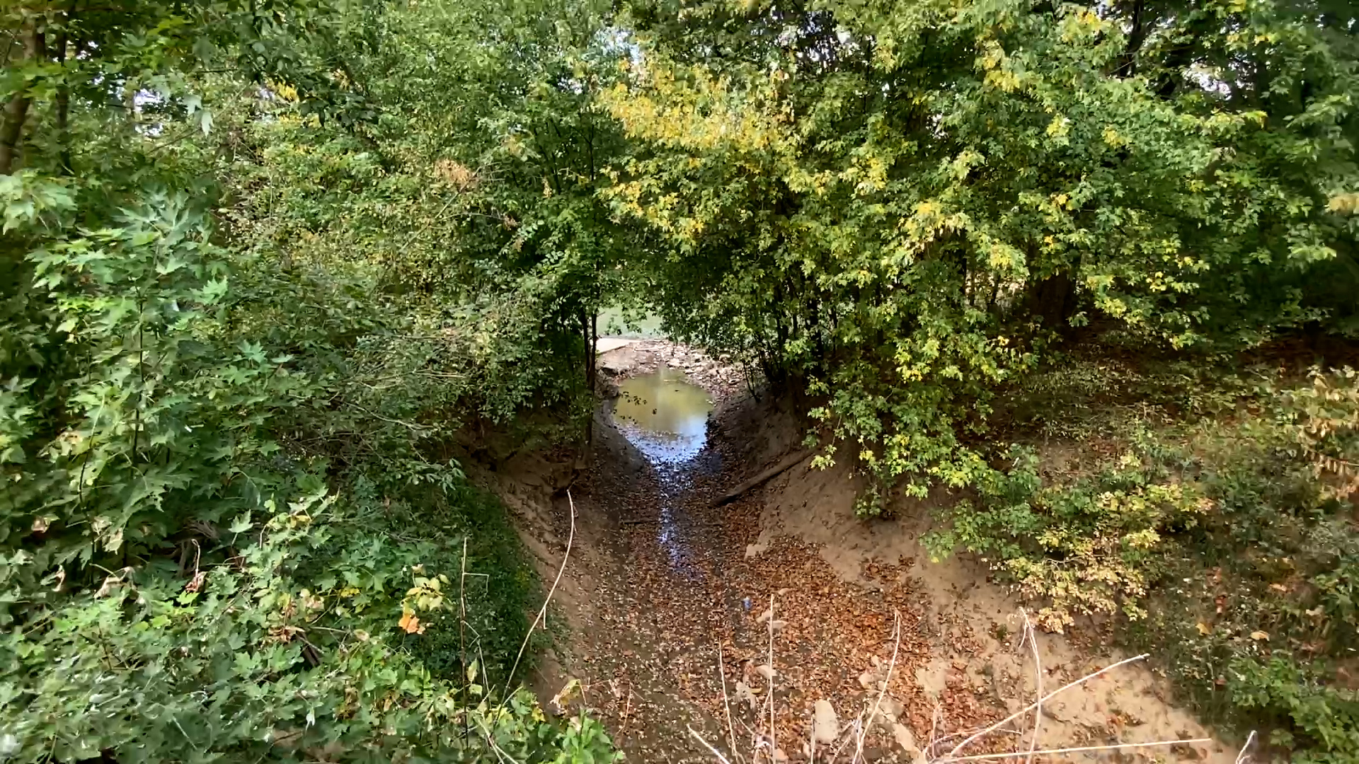 Barren River So Low 20 Cattle Go MIA After Wading Through Water WNKY 