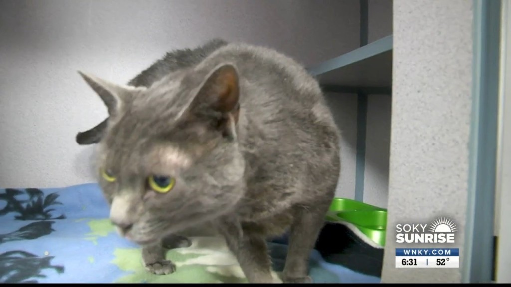 Pet Of The Day Sunrise 100722