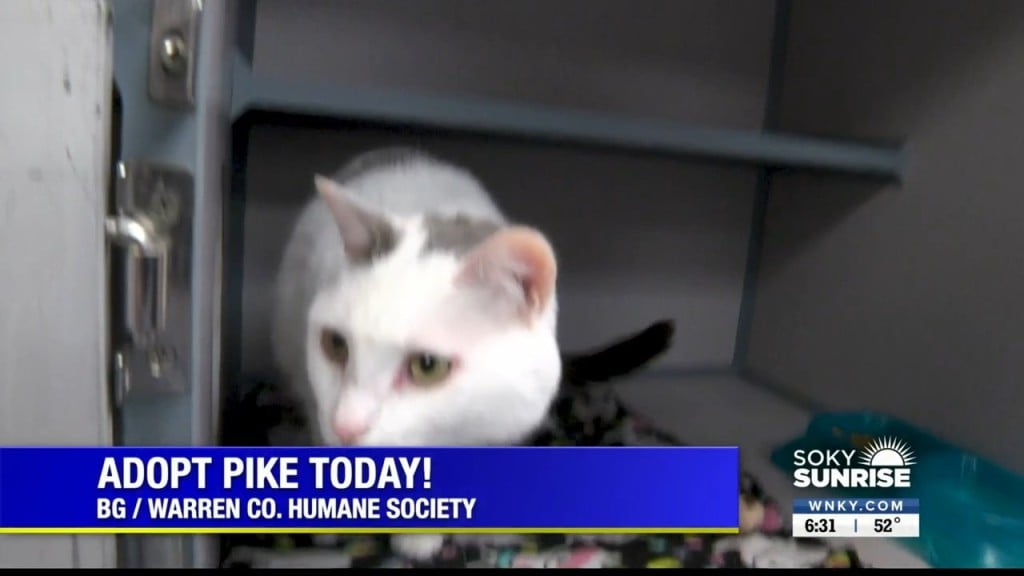 Pet Of The Day Soky Sun 100322