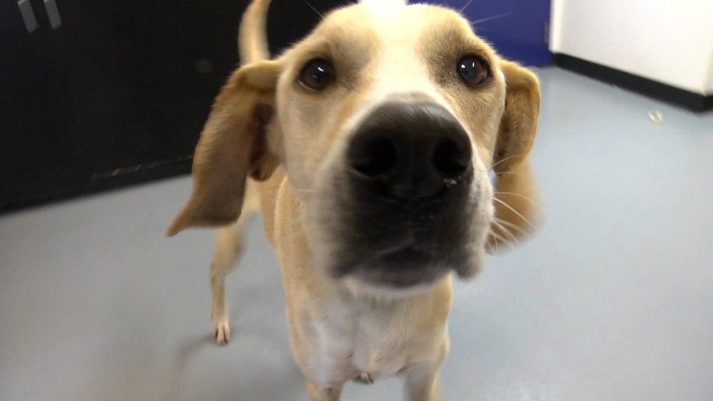 Pet Of The Day Doc 101422