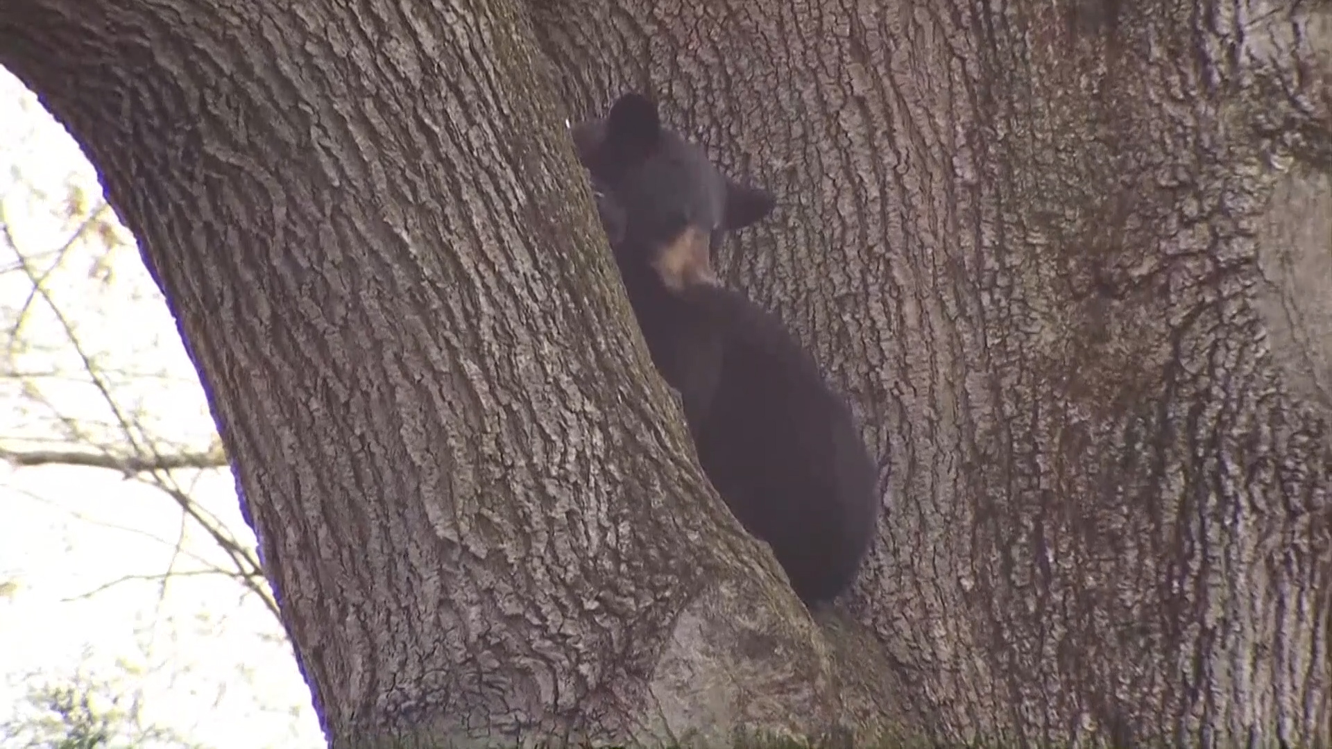 Bear hunting regulations simplified 2022 season WNKY News 40 Television