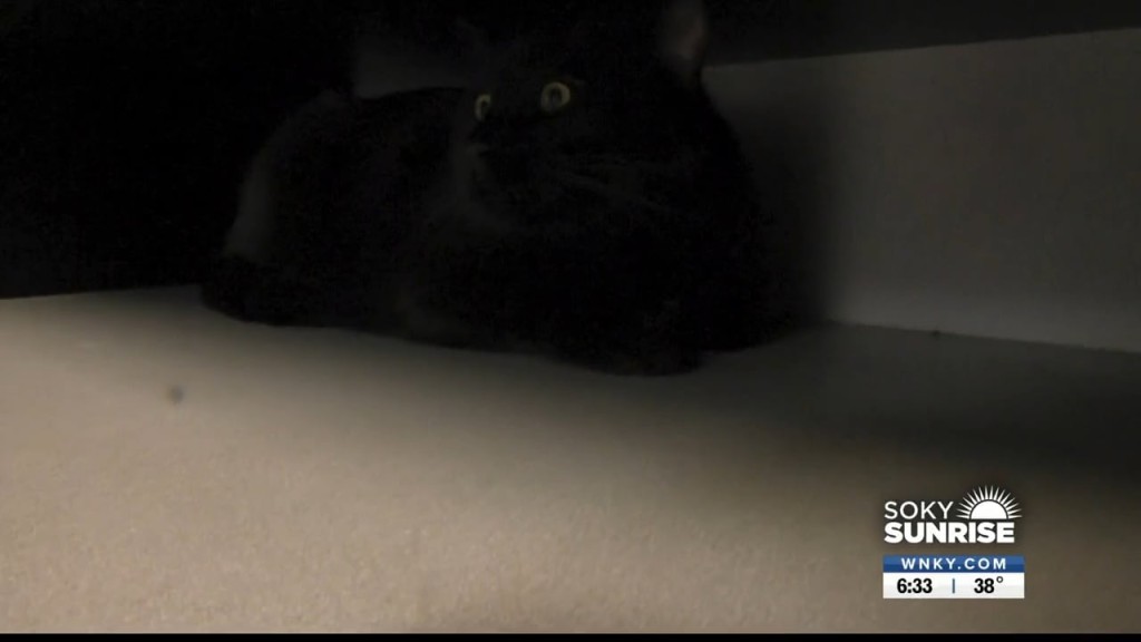 Pet Of The Day 11 16 22