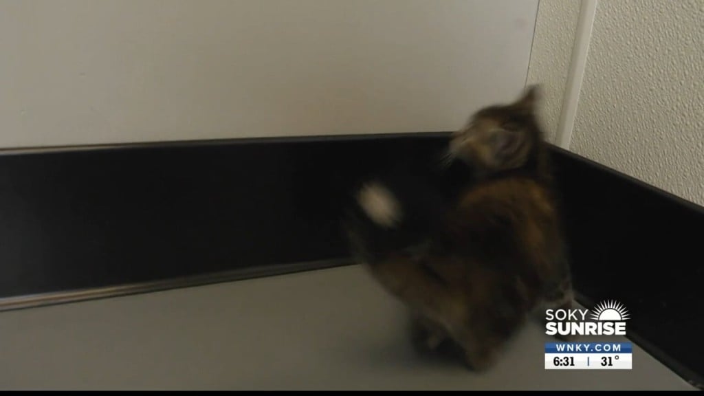 Pet Of The Day 11 14 22