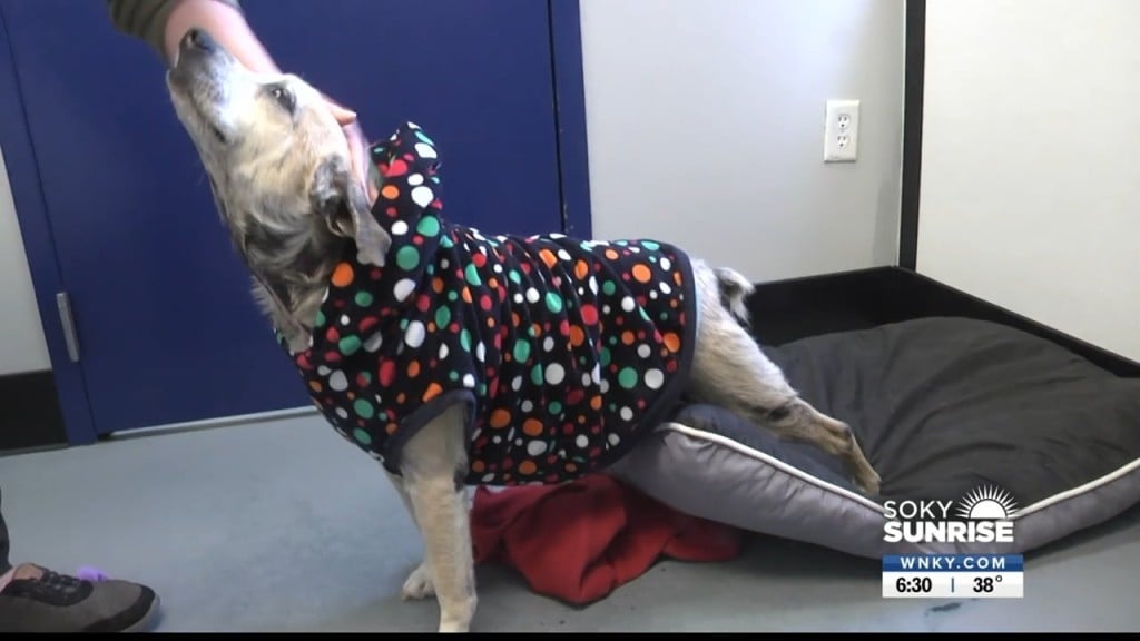 Pet Of The Day 11 21 22