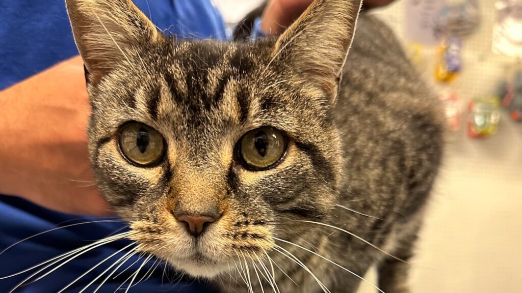 Pet Of The Day 12 19 22