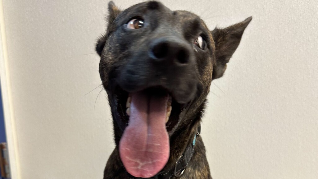 Pet Of The Day: Pickles (12/16/2022)