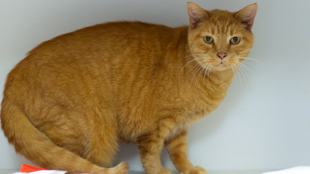 Pet Of The Day 12 9 22