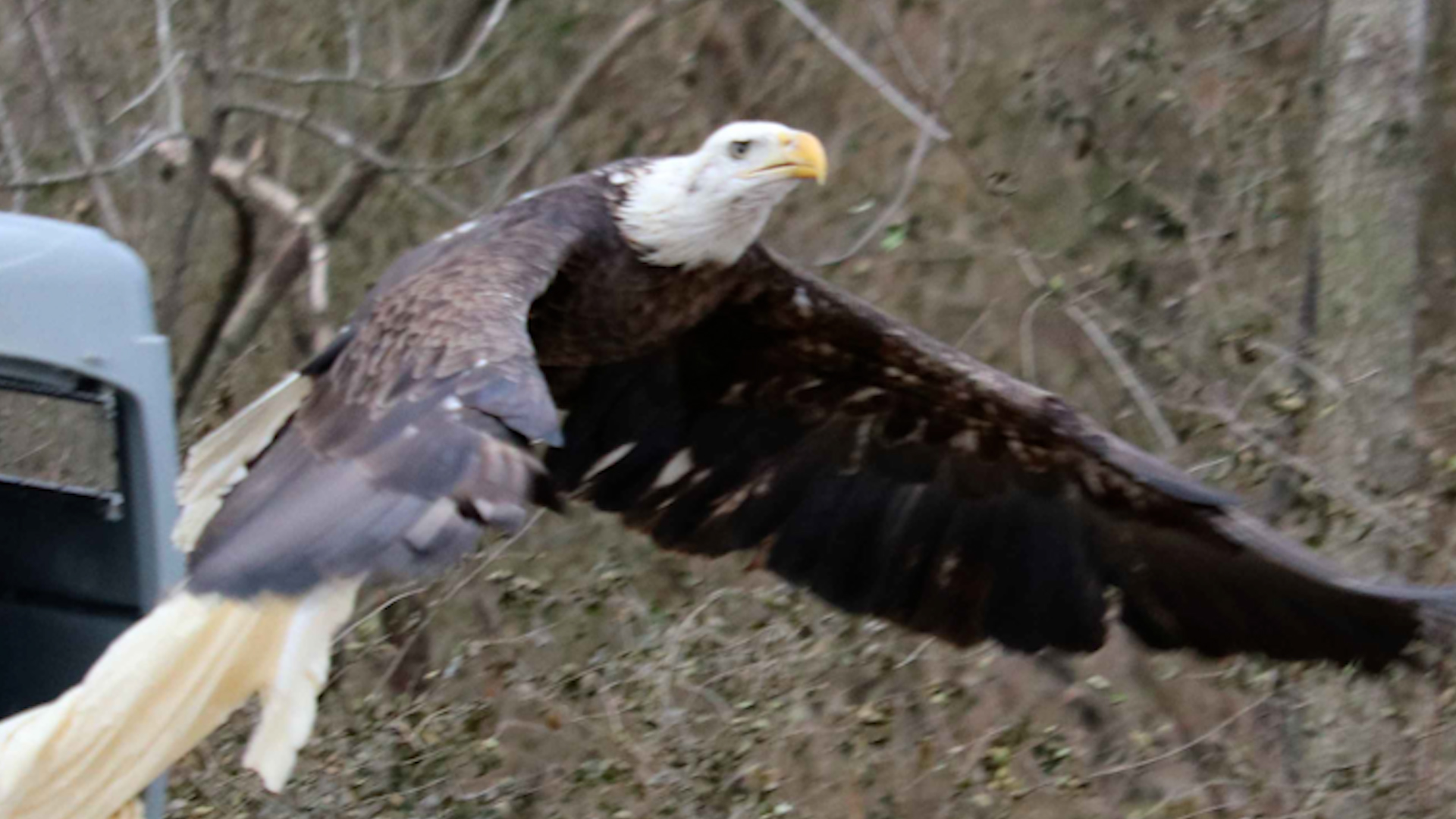 Silver Eagles of Hodgson shut down Cape 35-0