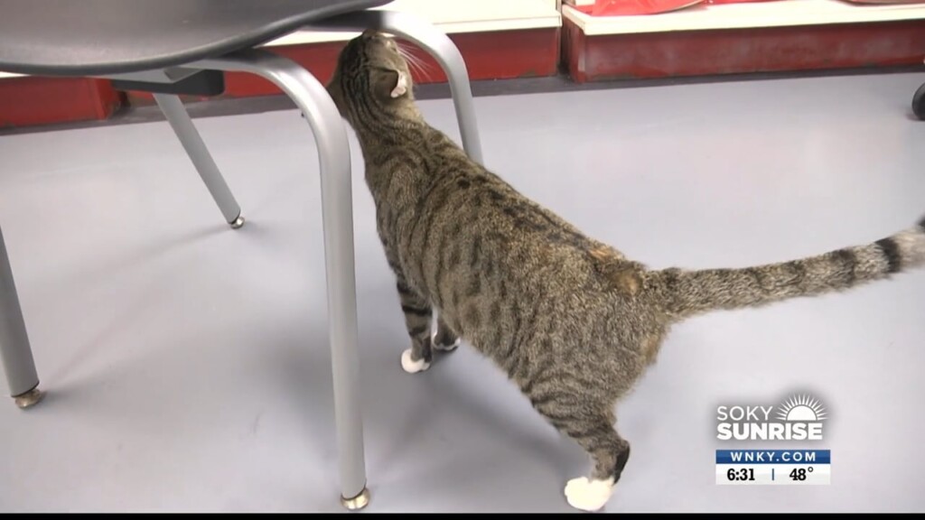 Pet Of The Day 12 22 22 (snowflake)