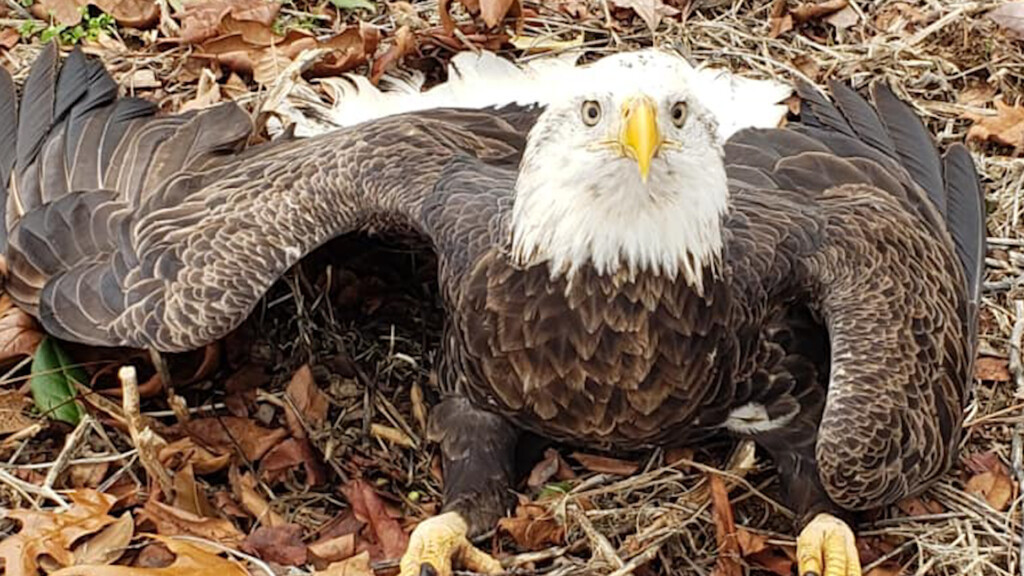 12622 Pkg Bald Eagle Found Cave City Injured Recovery Meghann00 00 11 22still001