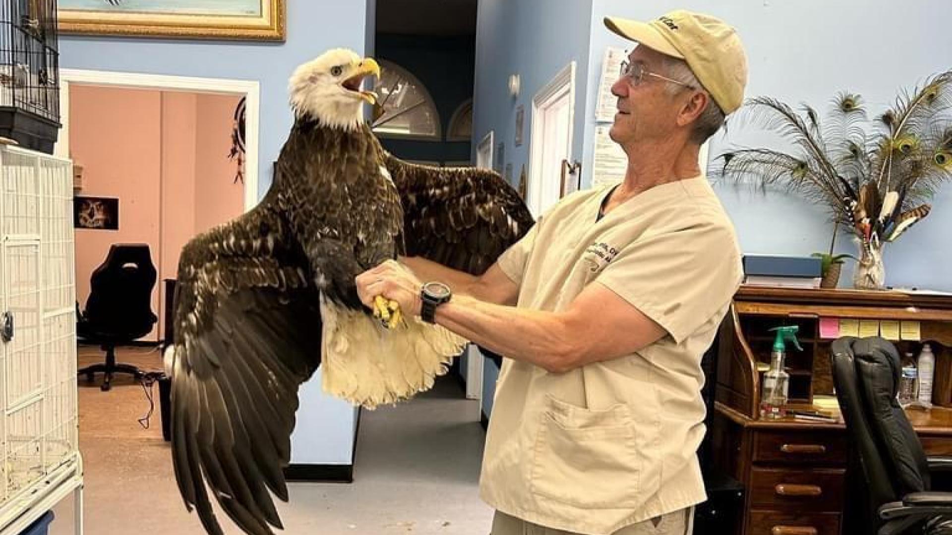 Bald Eagle Rescued In Cave City To Be Released Friday - WNKY News 40 ...