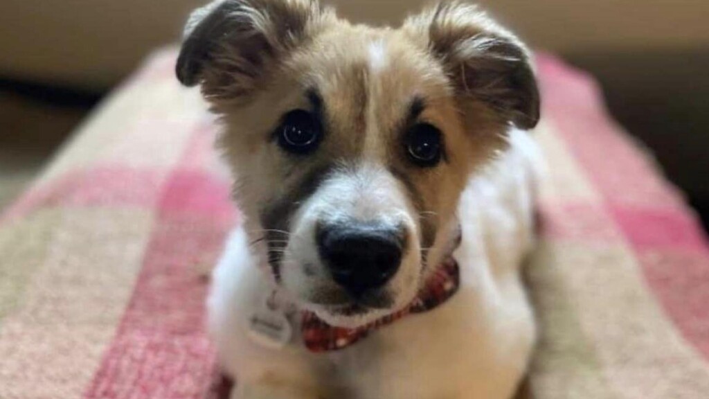 butler county animal shelter