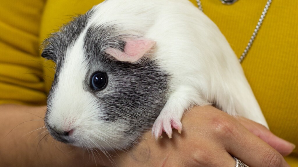Pet Of The Day, 012423