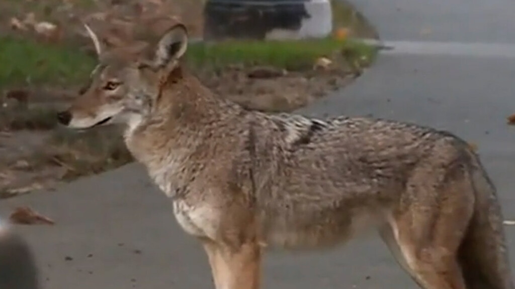 12523 Vo Coyote Mating Season Kentucky Fish Wildlife Dogs Pet Safety Meghann 00 00 17 05still001
