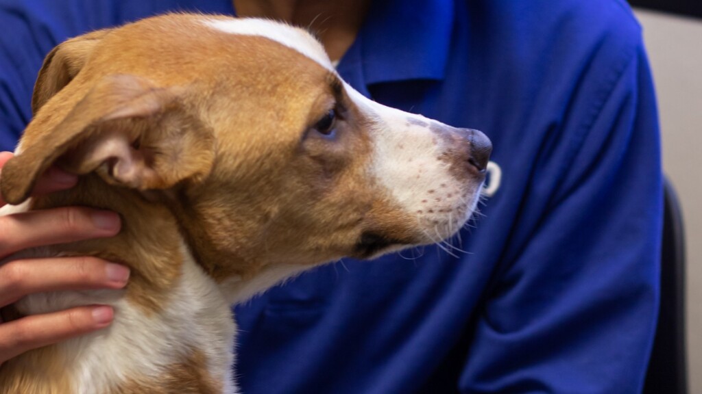 Pet Of The Day 010623