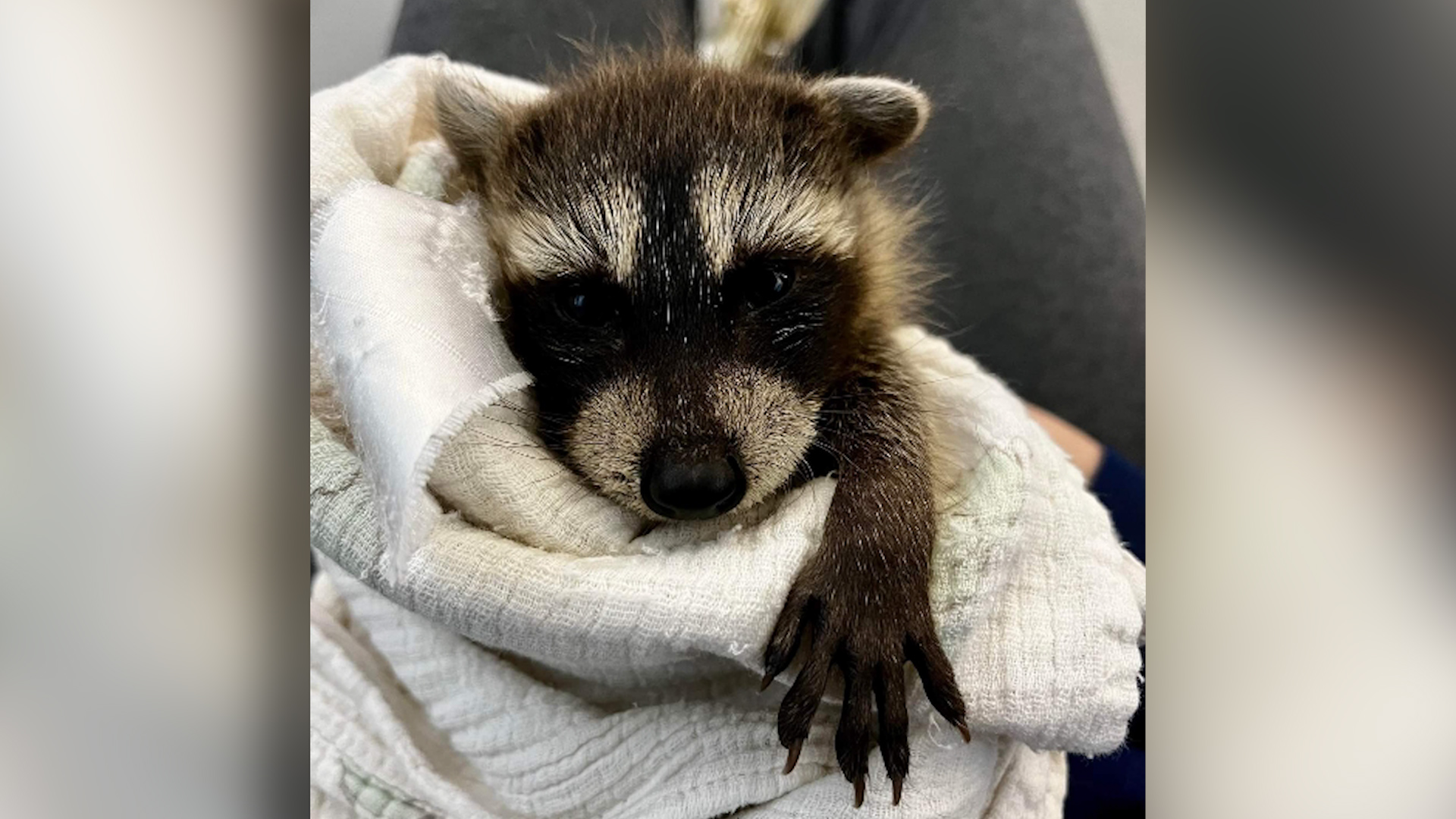 Leave the critters be in 2023! ‘Fawnnapping’ & raccoon raising harm wildlife WNKY News 40