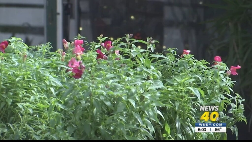 Right Plant, Right Place