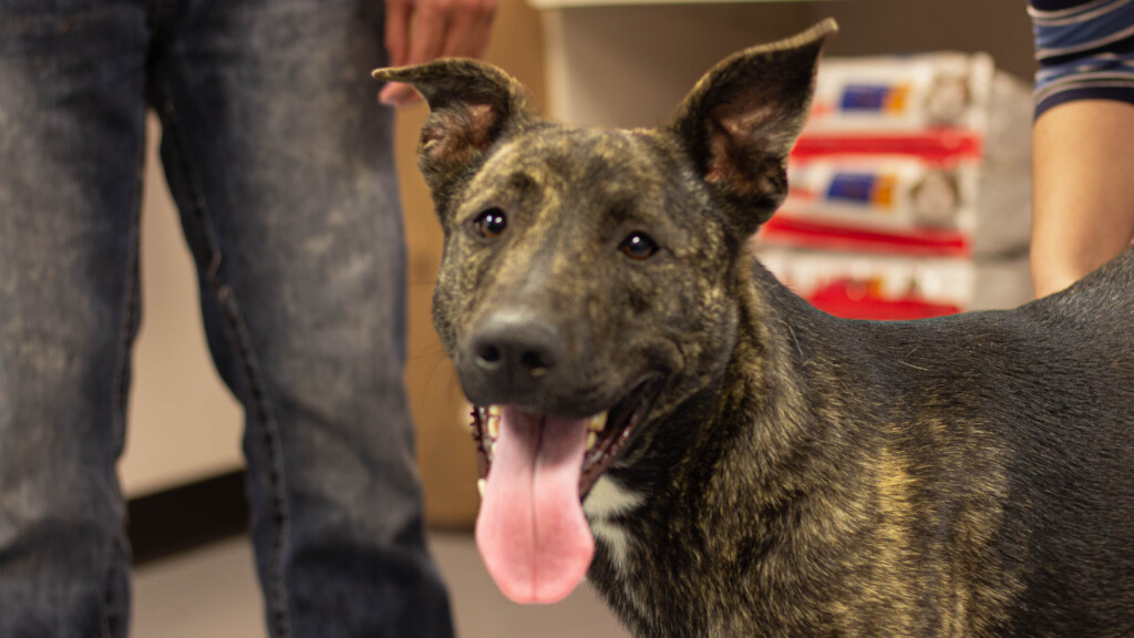 Pet Of The Day. 020123
