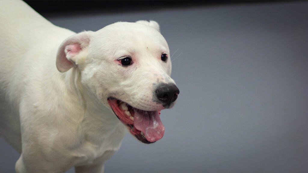 Pet Of The Day. 022323