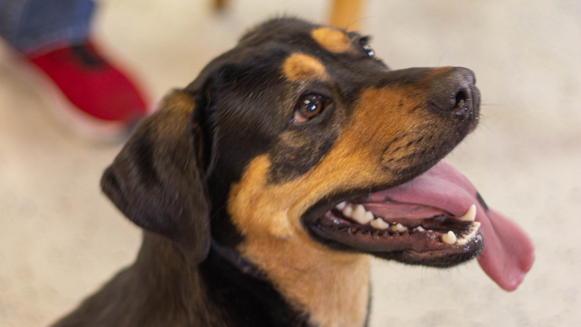 Pet of the Day Mira WNKY News 40 Television