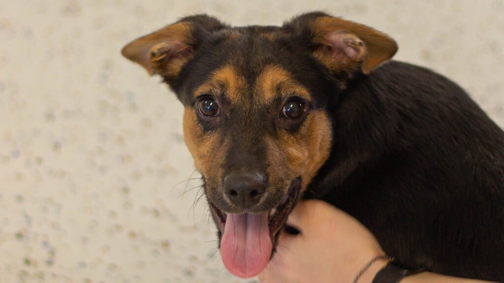Pet Of The Day. 030323
