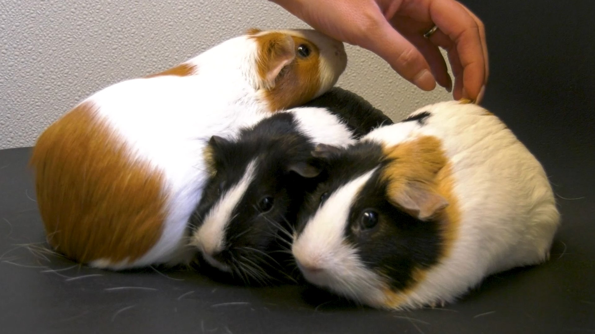 Pet of the Day Penny, Patricia and Patty WNKY News 40 Television