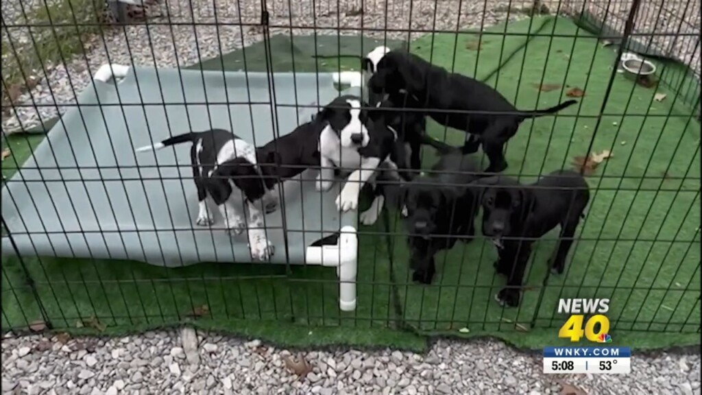 Butler Animal Shelter