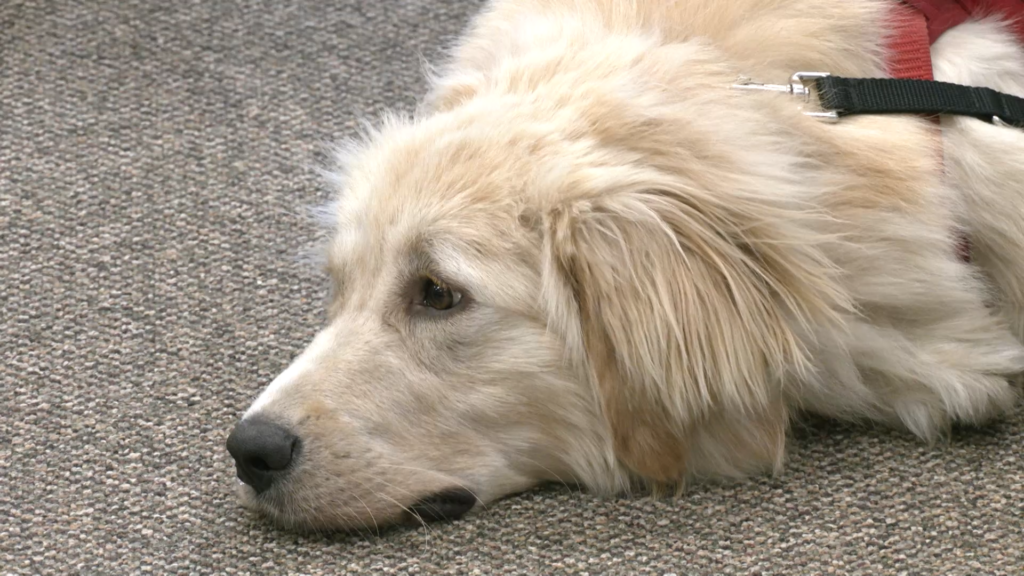 are dogs allowed in mammoth caves