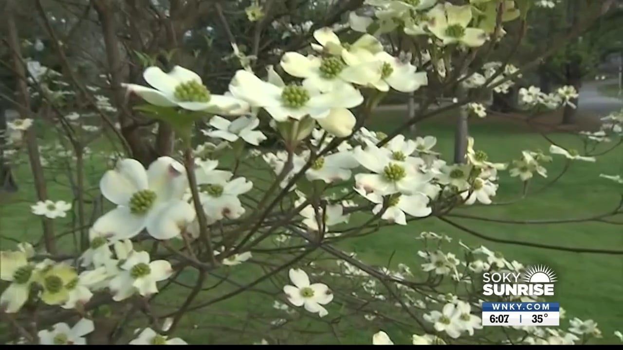 Living Well Allergy Season May Be Longer WNKY News 40 Television