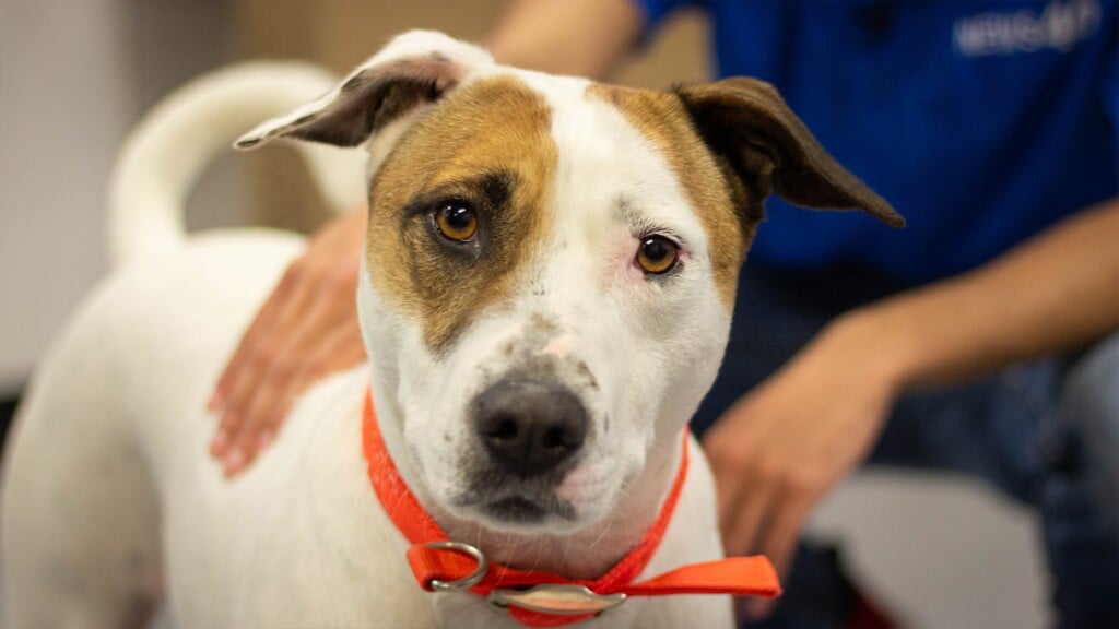 Pet Of The Day Luke 41223