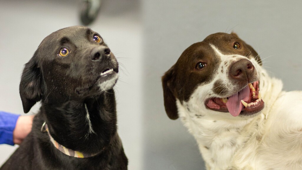 Pet Of The Day. 041923