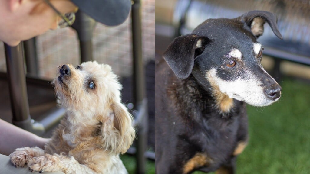 Pet Of The Day. 040723