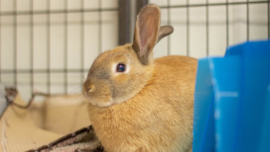 Pet Of The Day. 040423