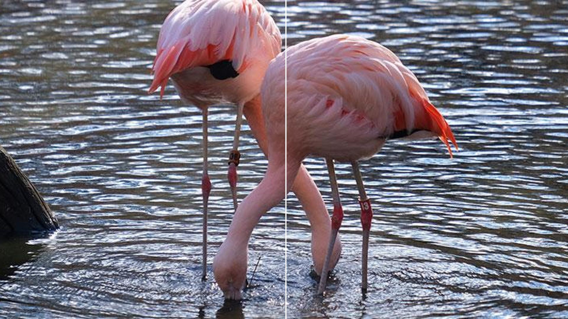 Louisville Zoo to celebrate International Flamingo Day on April 26