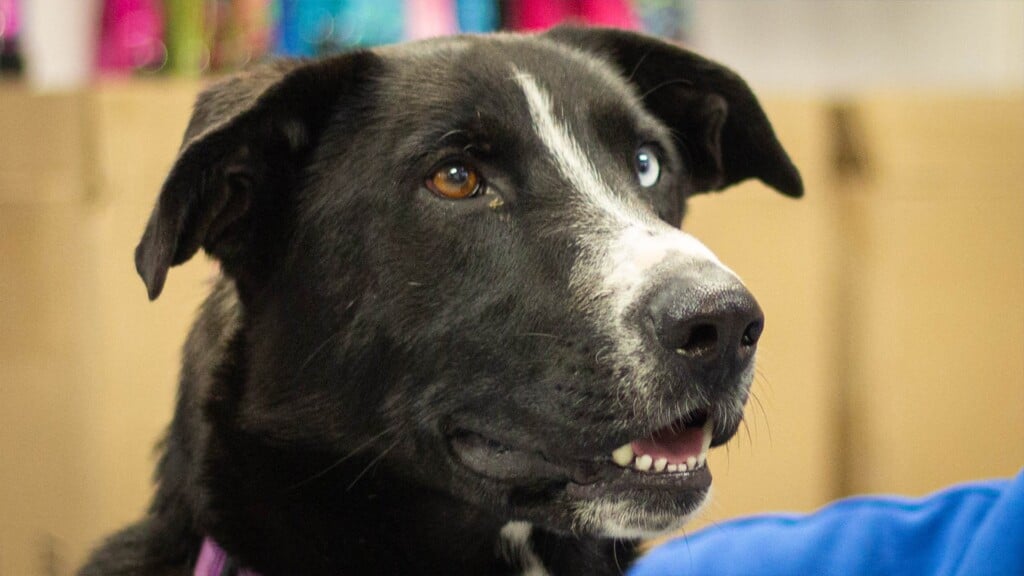 Pet Of The Day. 041423