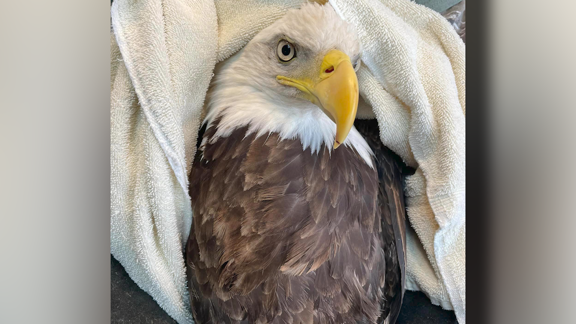 6 shotgun shells later: the miraculous recovery of an injured bald eagle  from rescue to flight - WNKY News 40 Television