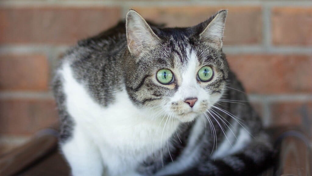 Pet Of The Day.040523