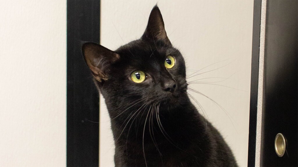 Pet Of The Day.041323