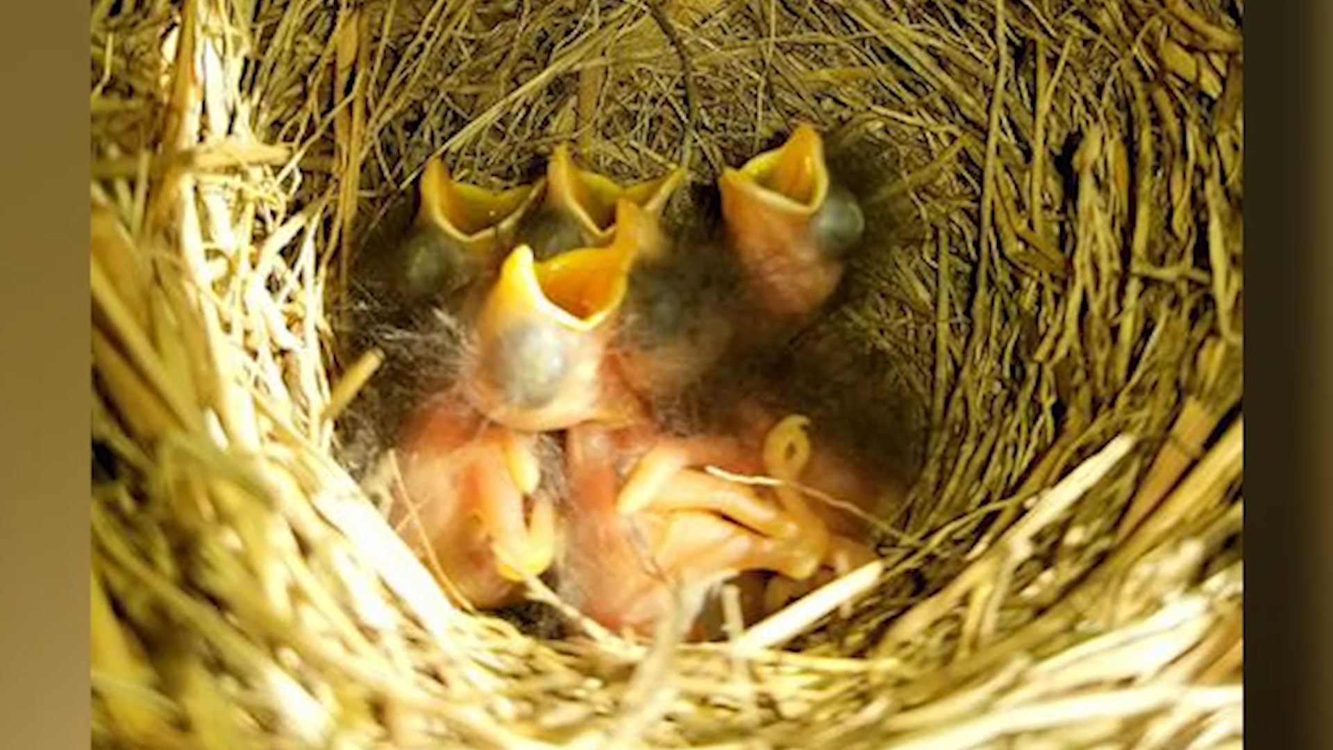 Picking up baby birds can do more harm than good