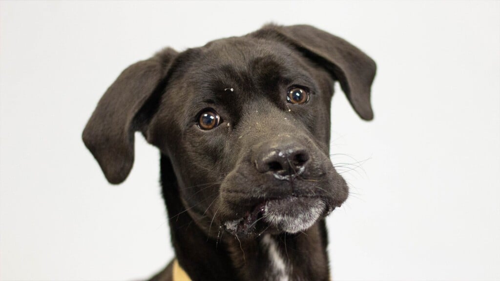 Pet Of The Day Drax