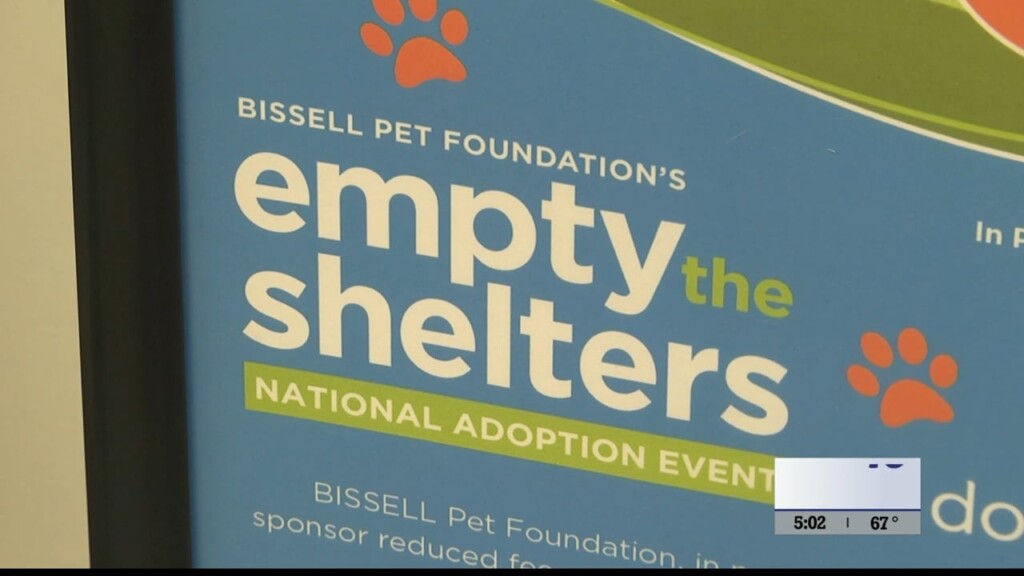 Empty The Shelters At Bgwchs