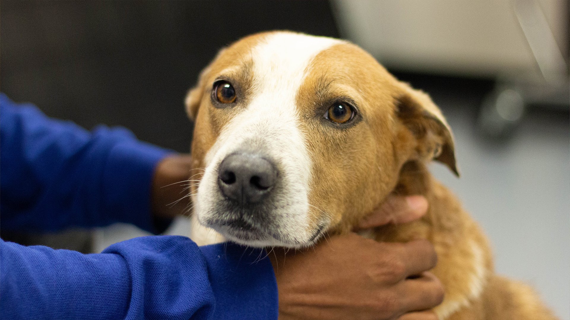 Pet of the Day Cole WNKY News 40 Television