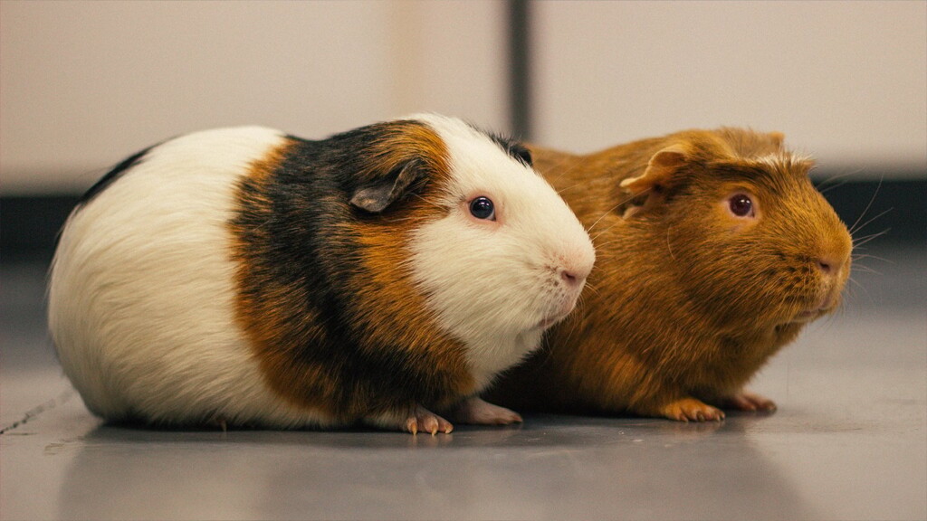 Potd Oreo And Brownie