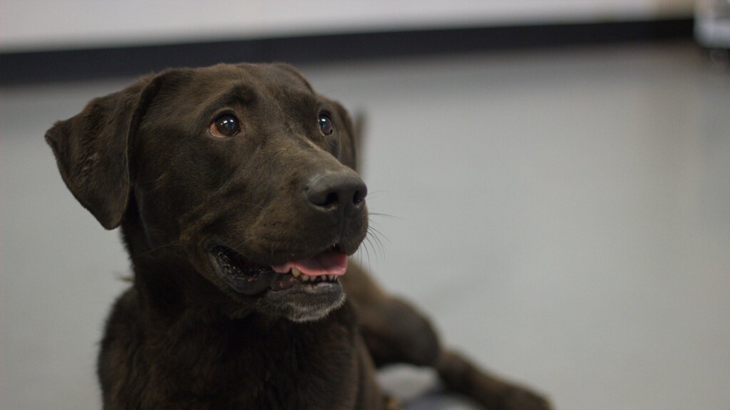 Pet Of The Day 6 21