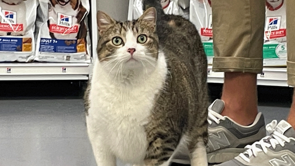 Potd Chonk