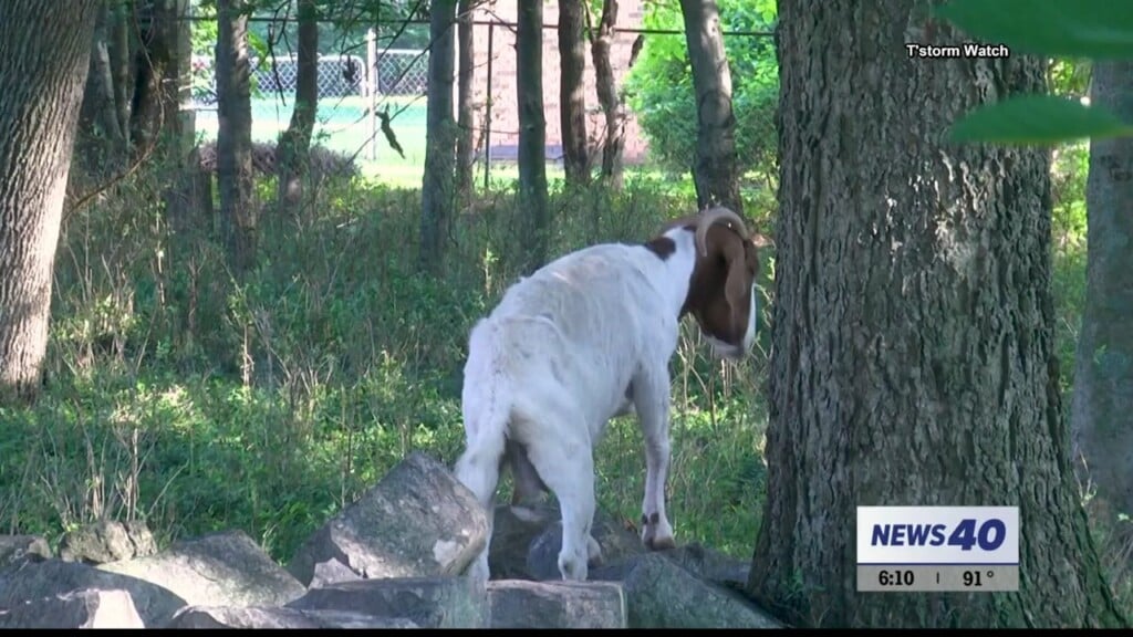 Covington Cemetery's Unique Lawn Care System